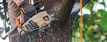 How Our Tree Care Process Works  in  Trinidad, CO