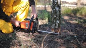 Best Seasonal Cleanup (Spring/Fall)  in Trinidad, CO