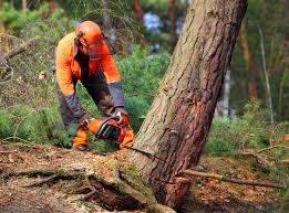 Trusted Trinidad, CO Tree Removal Experts