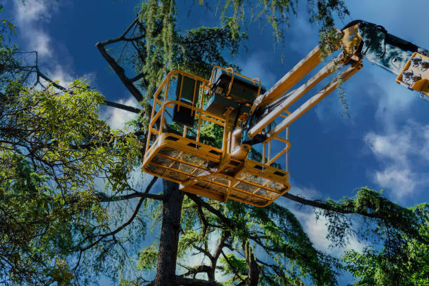  Trinidad, CO Tree Removal Pros