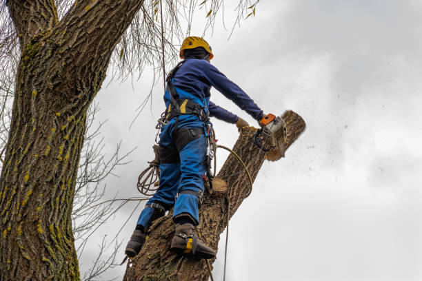 Best Commercial Tree Services  in Trinidad, CO