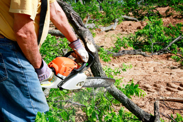 Best Arborist Consultation Services  in Trinidad, CO